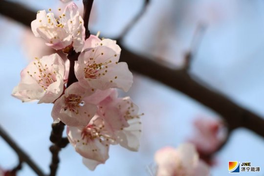 春暖花开日  义桥花海时