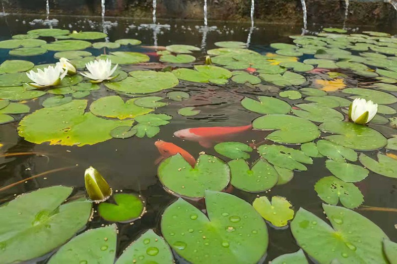 1626434827784652.jpg 2021.7.16金桥煤矿:这季莲开只为最美的人( 宋士伟).jpg